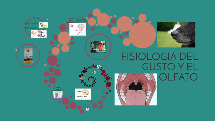 FISIOLOGIA DEL GUSTO Y EL OLFATO By Jessica Silva On Prezi