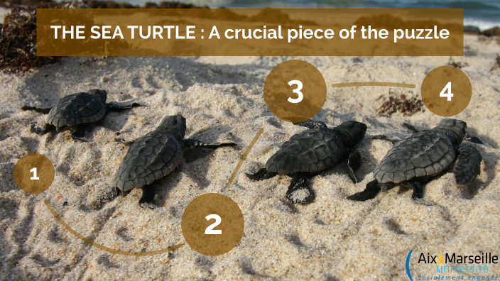 Sea turtle by Ethan Michallet on Prezi
