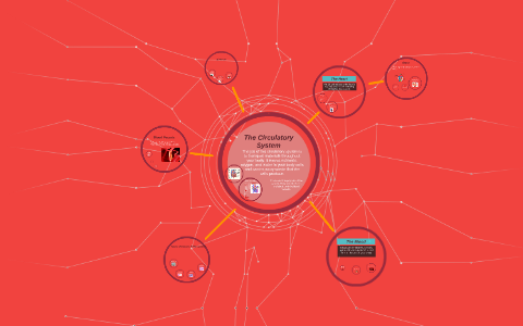 The Circulatory System by Chenhao Ma on Prezi