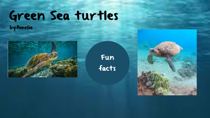 Sea turtles by Amelie Rybak on Prezi