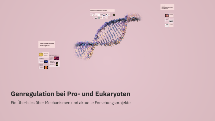 Gemeinsamkeiten Der Pro Und Eukaryotischen Genregulation Genregulation bei Pro- und Eukaryoten by N So on Prezi