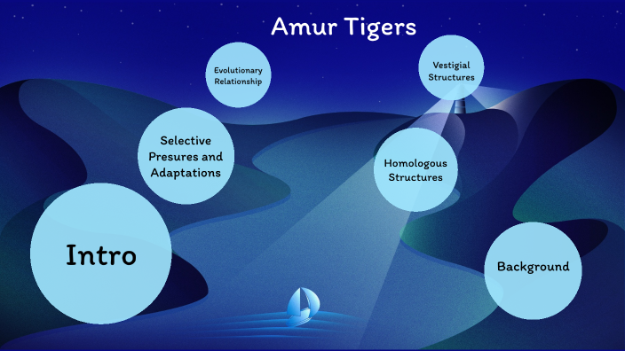 Amur Tigers by Ariett Garcia on Prezi