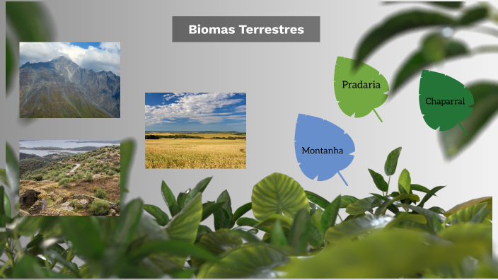 Biomas by Ana Catarina Balixa on Prezi
