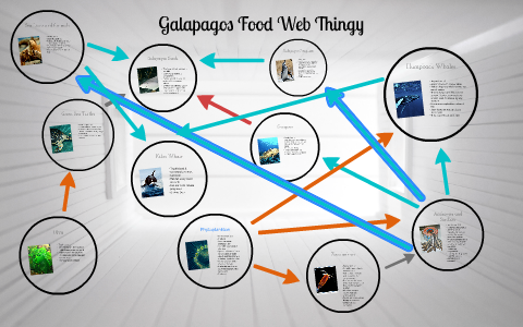 Galapagos Food Web Thingy by Maureen Mendez on Prezi