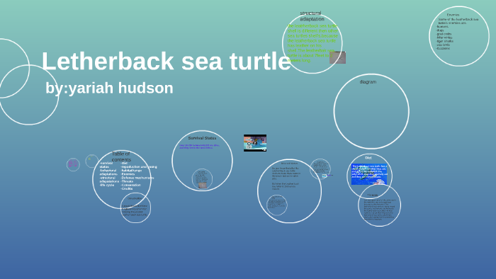 Leatherback sea turtle by amy dickson on Prezi