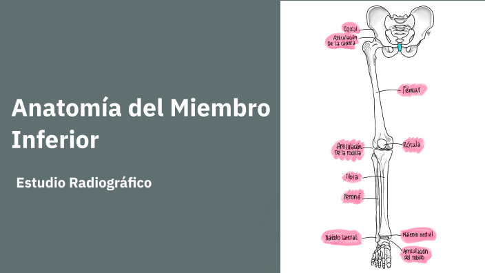 Anatomía Del Miembro Inferior By Selene Martinez On Prezi Anatomía Del Miembro Inferior By Selene Martinez On Prezi