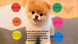 jiffpom the pomeranian