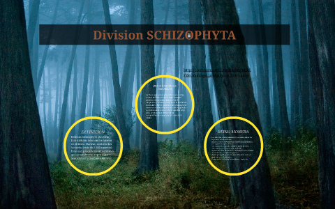 Division SCHIZOPHYTA by Roberto Jozabed Carlos Fuentes