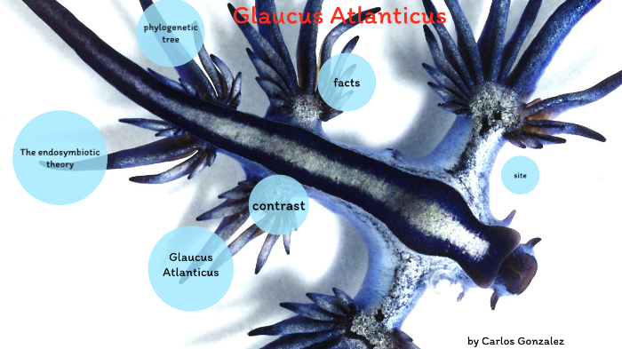 Glaucus Atlanticus By Carlos Gonzales