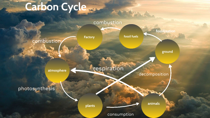 Carbon Cycle by Alana Smith on Prezi