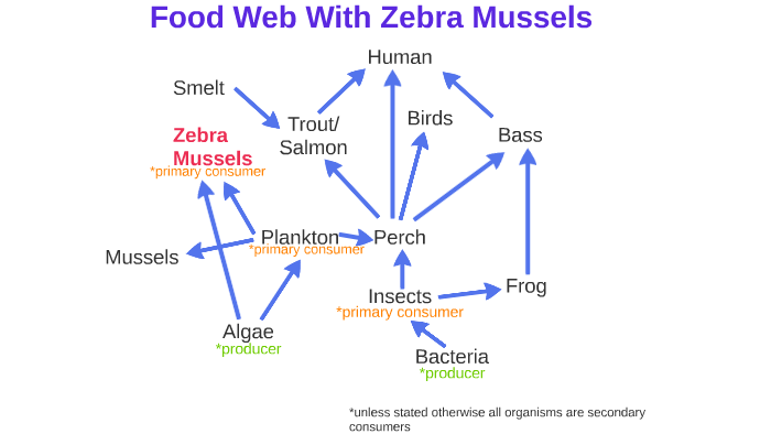 Food Web With Zebra Mussels by Lucas Barr on Prezi