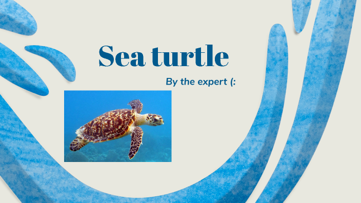The sea turtle by laurence janelle on Prezi