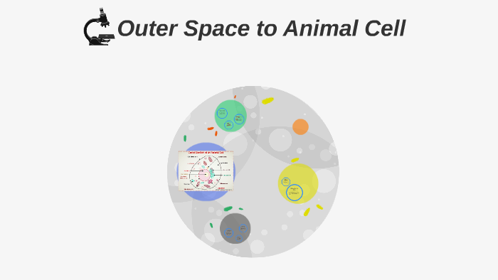 Outer Space to Animal Cell by Helena Kerest