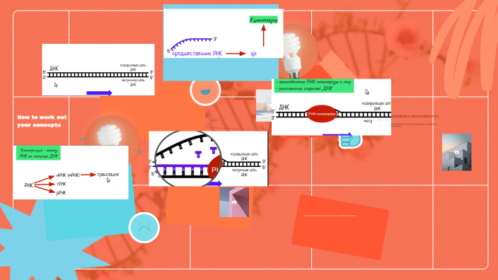 Процесс транскрипции by Гульжан Жаулебаева on Prezi