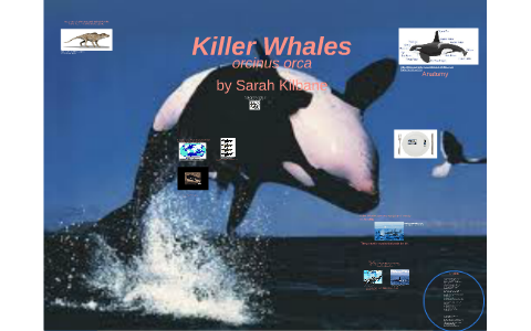 Killer Whales by Sarah Kilbane