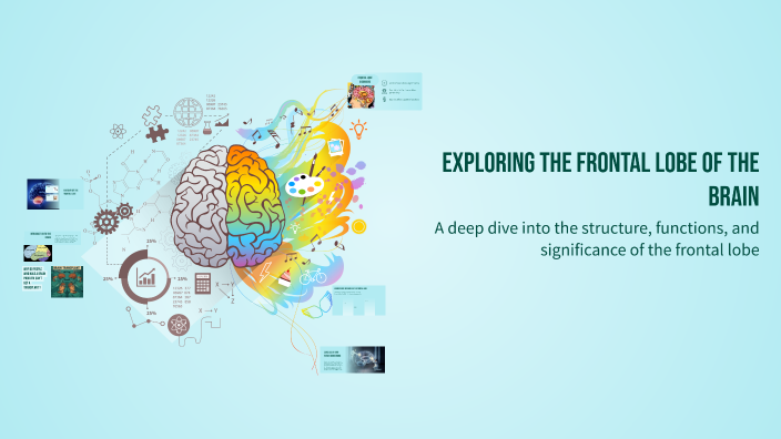 Exploring the Frontal Lobe of the Brain by neda'a on Prezi