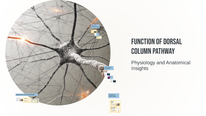 Function of Dorsal Column Pathway by Wazzah Fatheen on Prezi