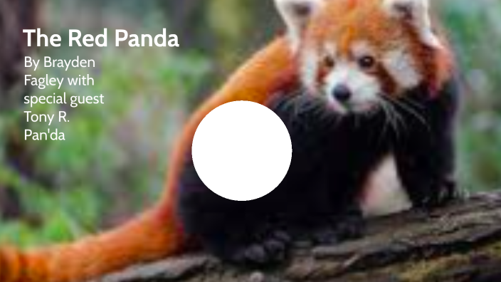 Red Panda Presentation by Brayden Fagley on Prezi