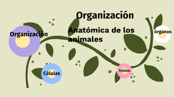 Organización Anatómica de los animales by Ana Jácome on Prezi