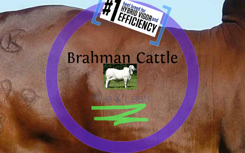 Brahman Cows By Leah Lloyd On Prezi Next