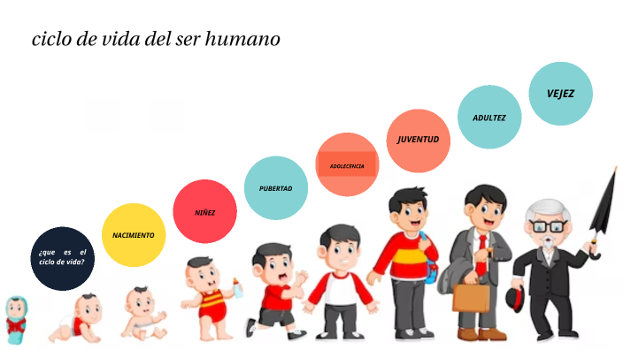 Ciclo de vida del ser humano by David Sauñe on Prezi