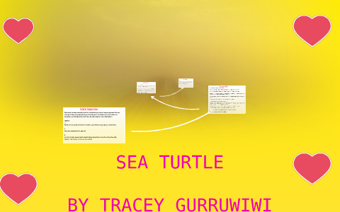 SEA TURTLE by Tracey gurruwiwi on Prezi
