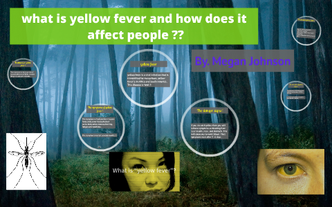 what is yellow fever and how does it affect people ?? by megan johnson