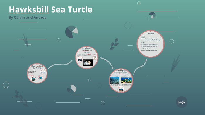 Hawksbill Sea Turtle by Calvin Schmid on Prezi