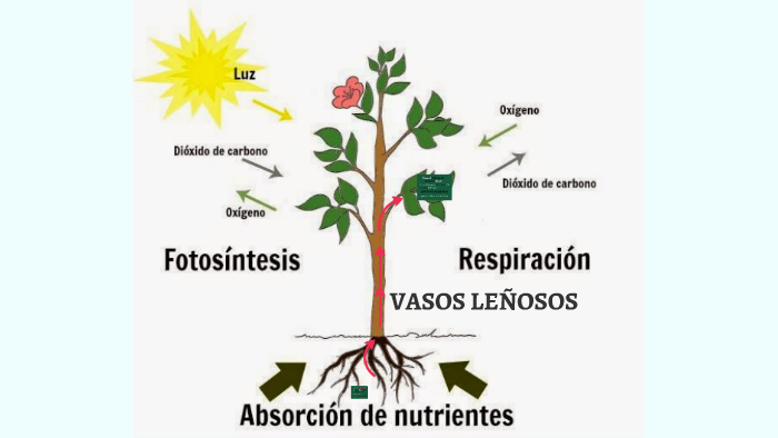 Recordar Devastar Móvil Las raíces absorven el AGUA y las SALES MINERALES by Rafa Navarro on Prezi  Next