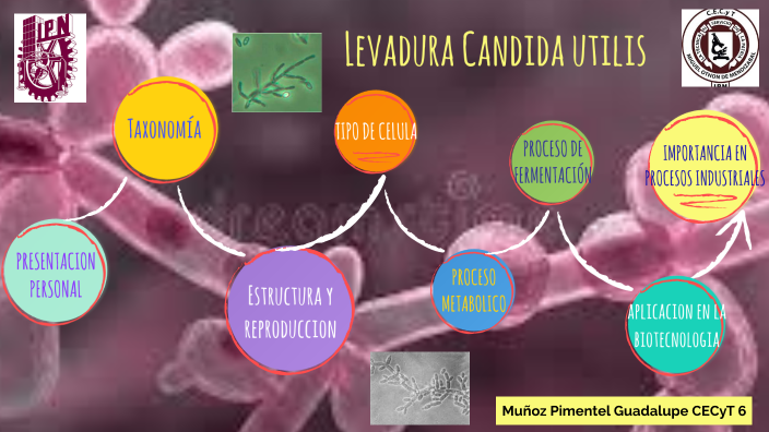 candida-utilis-by-guadalupe-munoz-pimentel-on-prezi