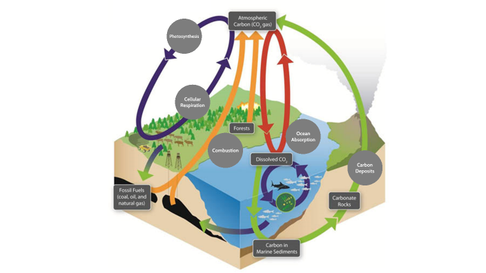 Carbon Cycle by Ryan Sifrit on Prezi
