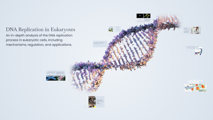 DNA Replication in Eukaryotes by Harshita Eragamreddy on Prezi