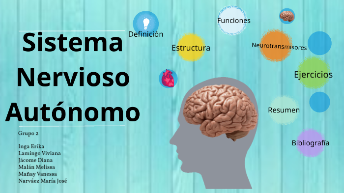 Sistema Nervioso Autónomo By Vanessa Mañay On Prezi