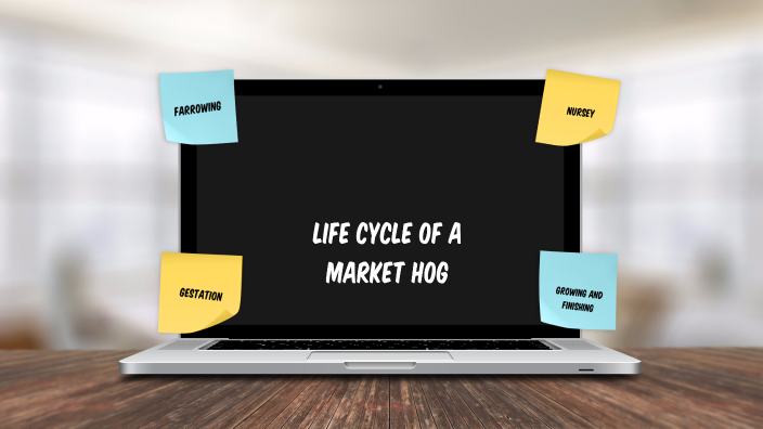 life-cycle-of-a-market-hog-by-haylie-nelson-on-prezi