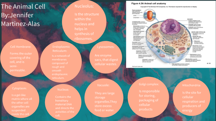 The Animal Cell by Jennifer Martinez-Alas on Prezi