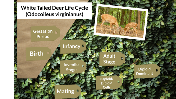 White Tailed Deer Life Cycle by Zoey Neumann