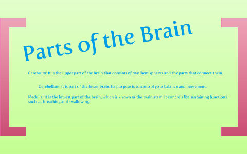Parts of the Brain by Jennifer Leung on Prezi