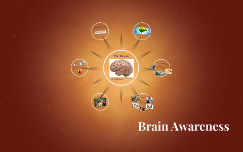 The Brain by Lisa A on Prezi