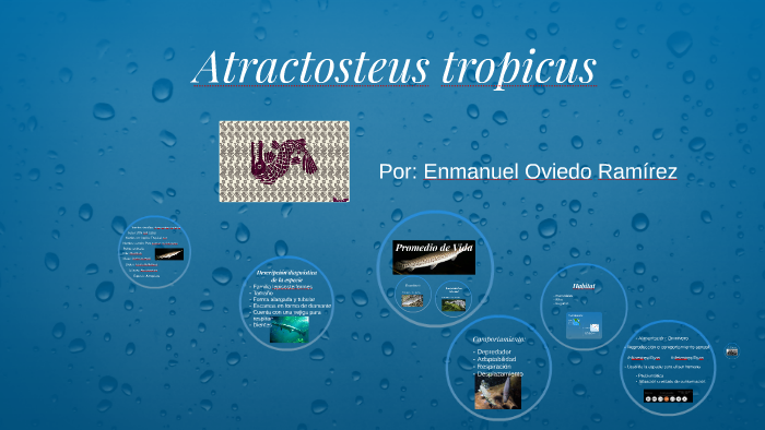 Atractosteus tropicus by Natalia OVIEDO on Prezi