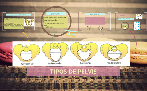 tipos de pelvis