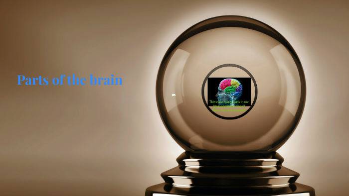 Parts of the brain by carla cisneros