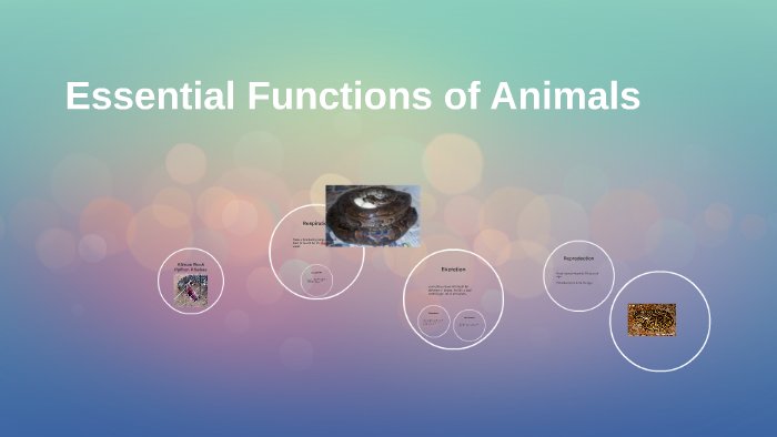 Essential Functions of Animals by Giovanni Mosley on Prezi