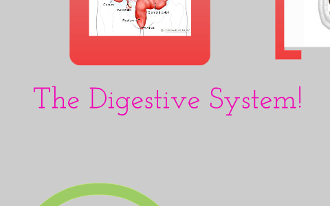 The Digestive System by Helen Stage on Prezi