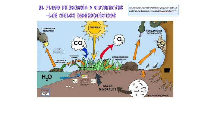 EL FLUJO DE ENERGÍA , NUTRIENTES Y CICLOS BIOGEOQUIMICOS