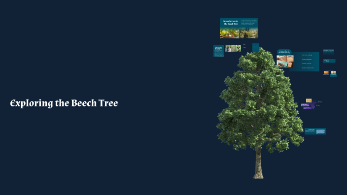 Beech Tree Section Exploring the Beech Tree: Characteristics, Uses, and History by Adrian ...