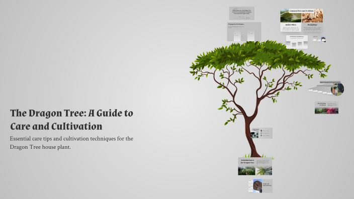 Dominion Tree The Dragon Tree: A Guide to Care and Cultivation by Tobias Lee on Prezi