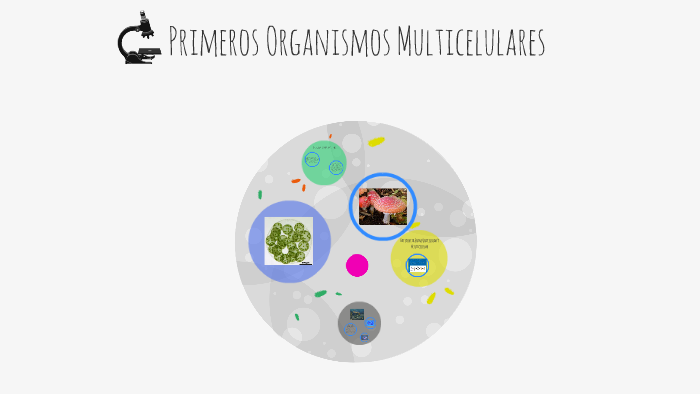 Primeros Organismos Multicelulares By Valeria16 Ramirez On Prezi