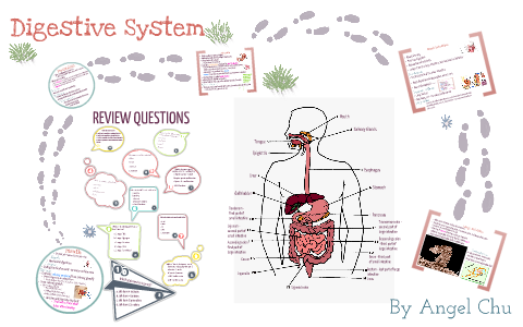 Digestive System by Angel Chu on Prezi