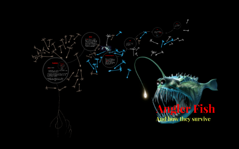 Angler Fish by magnus anderson on Prezi