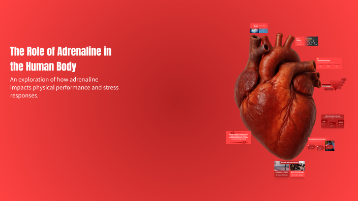 The Role of Adrenaline in the Human Body by Maya Justice on Prezi